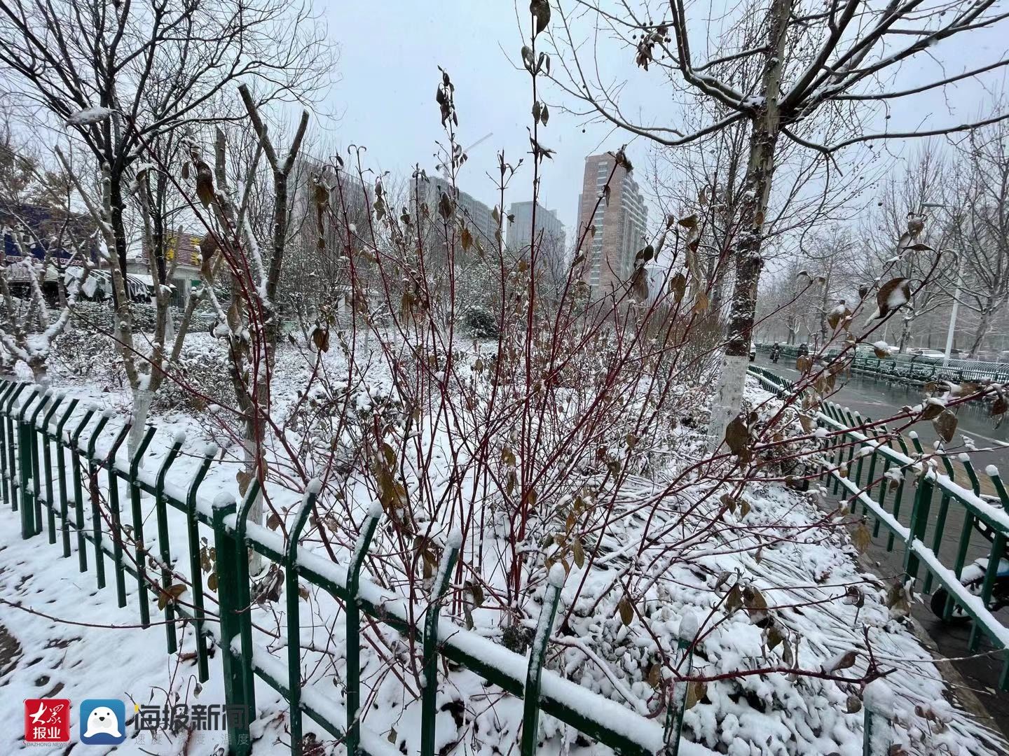 樱桃花|春雪润淄博，仙境落人间，一起赏雪吧！