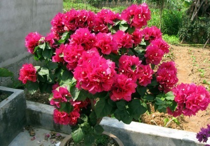 叶片|路边没人要的“小东西”,捡来养花,透气营养高,10年不换盆!