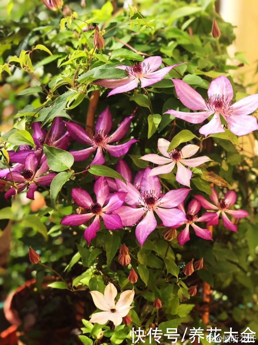 3种花“大花墙”，大门口随便种，年年都开爆