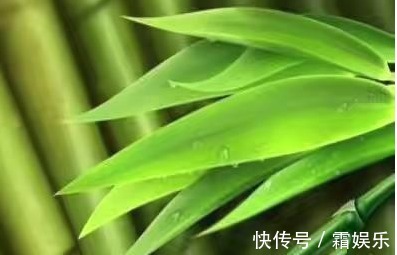 滋阴润燥|常吃以下3种野菜,能滋阴润燥、凉血利湿,对身体特别好
