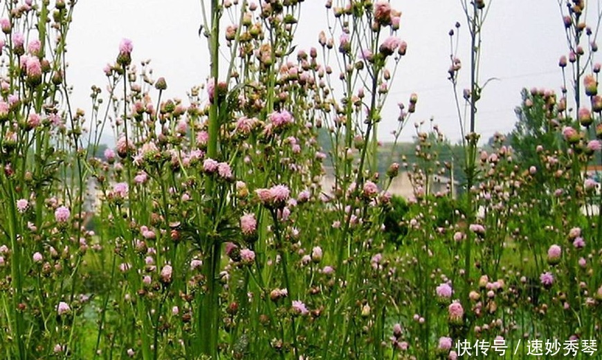 野生苦菜知多少，看图识苦菜