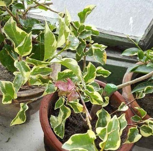 三角梅叶子“卷曲”、不开花学会这几招，叶子嗖嗖冒，花朵爆盆