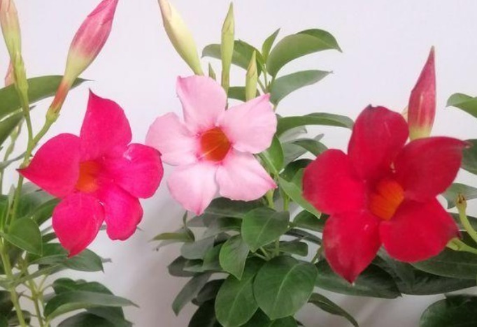 3种花是花卉中的佼佼者,花朵硕大,开的灿烂,养在家里成花海!