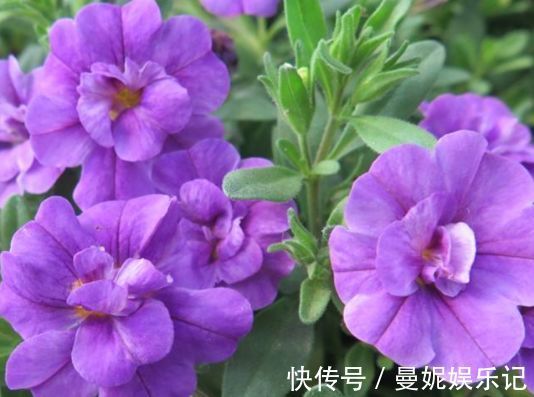 大岩桐|家有小院，不妨养款这些花，花色柔美，缭绕飘舞，别致的美