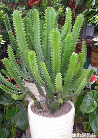 种花|常见的2种花,夏天多“切几刀”,才能呼呼冒“新芽”,翻倍的长