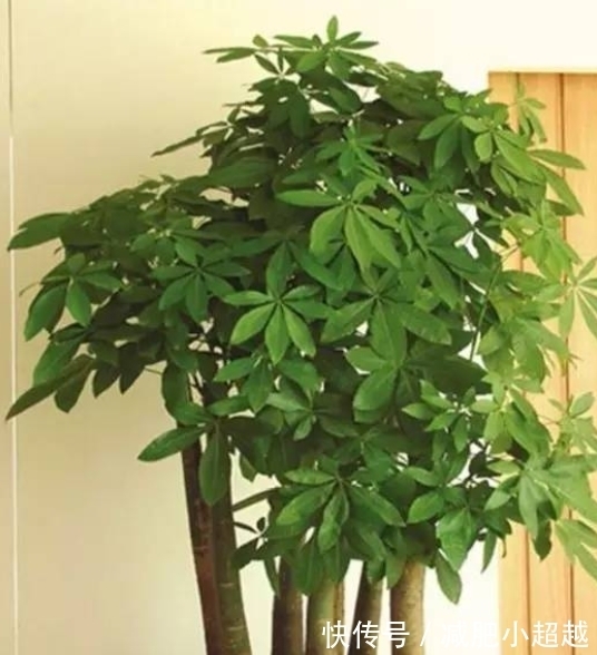 寓意好的发财树,这么养护,叶片不发黄!