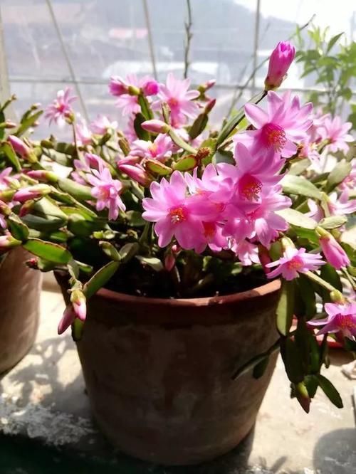 养了5年的蟹爪兰，原来是个“假货”，看看你家的是什么？