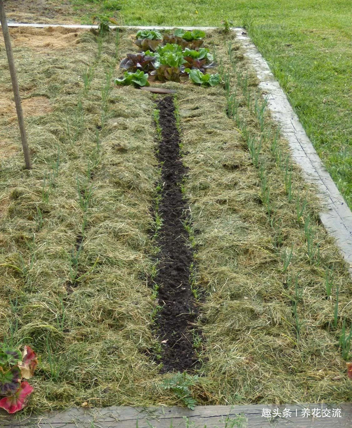 在家里养花时,肥皂水、鸡蛋壳或煮菜的水别丢,是可以用来养花的