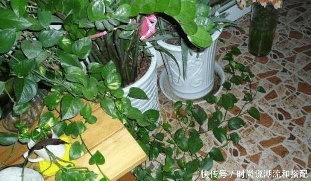 客厅|客厅两个地方,万万别“养花”,养了也尽快搬走,别忽视