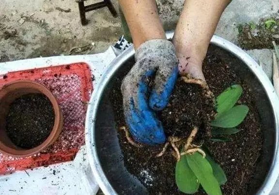根系|养花要换盆,关键4点要“做对”,不然换了也白换,还容易死掉