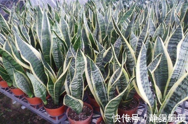 叶子绿油油|这几种花是酒鬼，浇水兑点啤酒水，叶子绿油油！