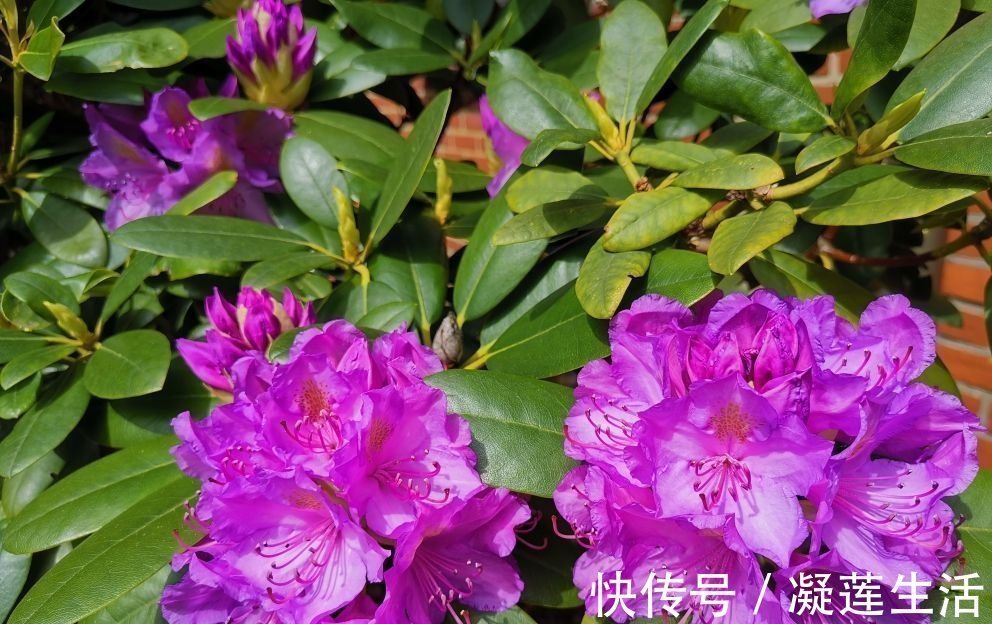 养花浇水,这4个错别犯,否则养啥花都黄叶、烂根,学会一生受用