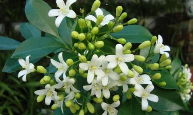 养护|丢了2盆绿萝,种上一棵“香水花”,比茉莉好养,清香小半年