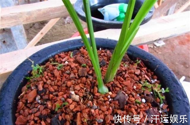 花盆里垫上5样东西,连营养土都不用买,植物不烂根花朵爆盆