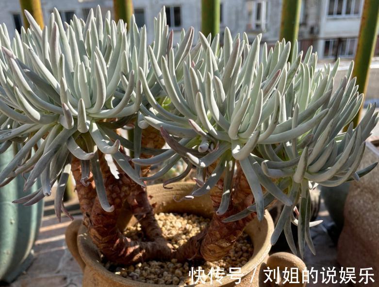 养仙女杯多肉爱杜丽丝,3个细节把控好,茎叶茂盛又美丽