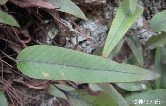 野草|农村这种缠着树长的野草，没想到是治疗肾结石的良药！你见过吗？