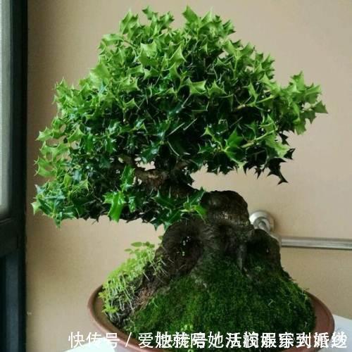 种植|家养一盆枸骨盆景,叶片青翠风景好,从年头赏到年尾!