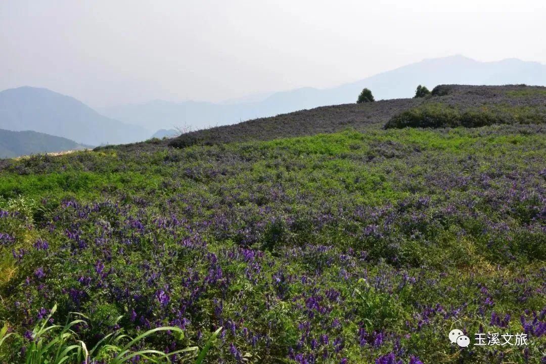 春日玉溪赏花丨超美！这片“紫色海洋”你知道是什么花吗？