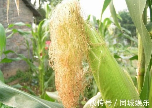 健康|玉米须是个宝,经常泡水喝,以下3大好处不请自来,女人不容错过