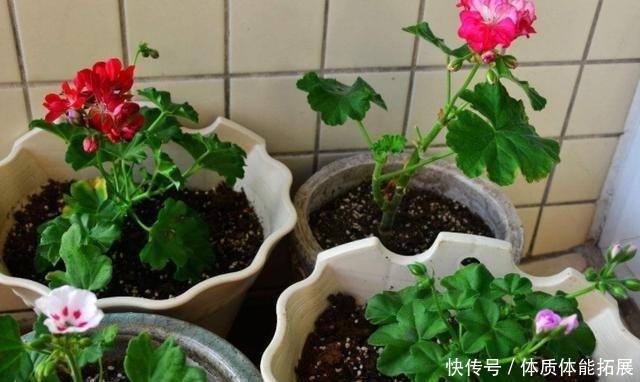 花卉|养花“嫌”住房没阳光，这4种花卉，适合阴凉处养护，同样能开花！