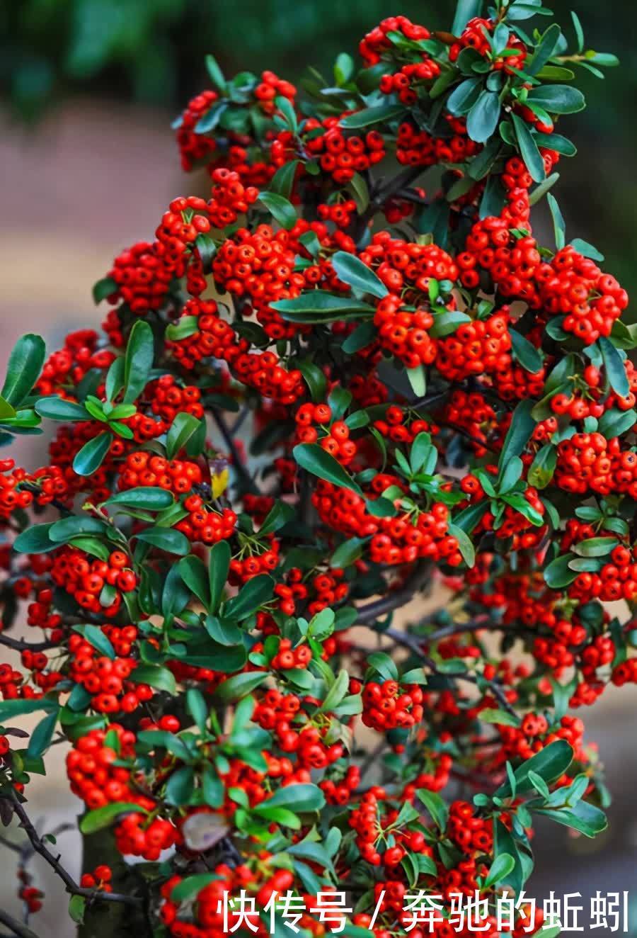 适合家养的观果盆栽,这4种你了解一下,入手不亏