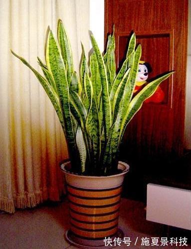芦荟|这3种花宁神、促睡眠，“卧室”来一盆，不失眠、舒服睡整晚