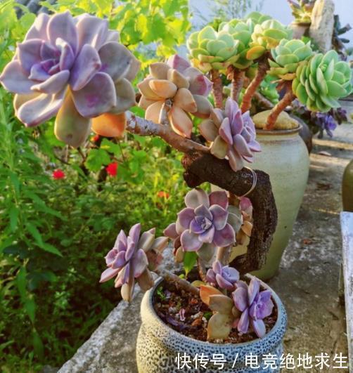 趁着还没立冬,赶紧养盆多肉紫乐,皮实好养越晒越好看,值得拥有