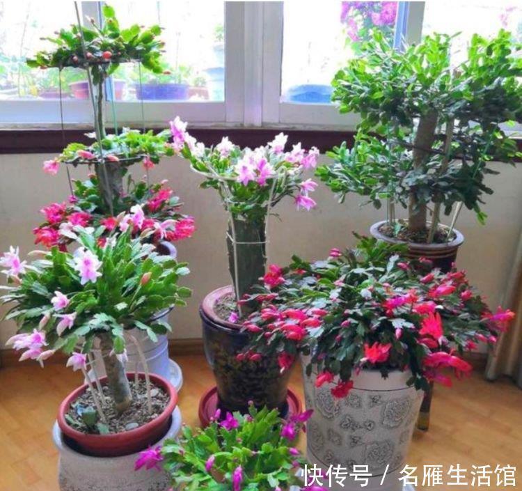  花期|秋天养花，首选4种花，花期长、颜值高，晒晒太阳开花一茬又一茬