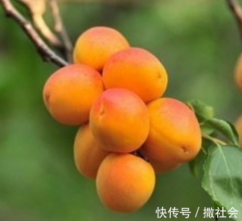 祛皱|女性不想皱纹爬上脸，1种果子要常食，祛皱抗衰老，皮肤细腻光滑