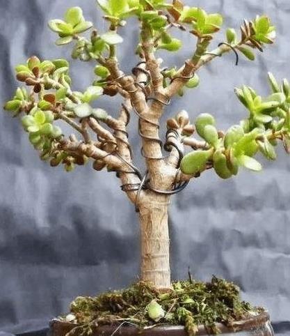 光照|玉树老桩盆景是怎么养成的