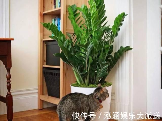 土豆根|养好金钱树,浇水“三年功”,伺候好土豆根,长满一盆“金钱叶”
