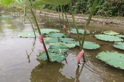  泛滥成灾|作为食物引进我国，却因寄生虫高达6千条被禁，见到请立即除掉