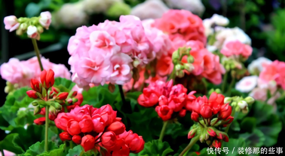 谁见了都喜欢的4种花,好养又漂亮,阳台变成“五彩”花园!