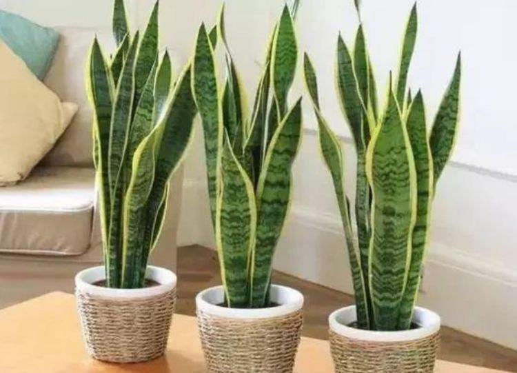 虎皮兰|客厅最适合养上4种花,叶子油绿、吸甲醛,植株漂亮上档次