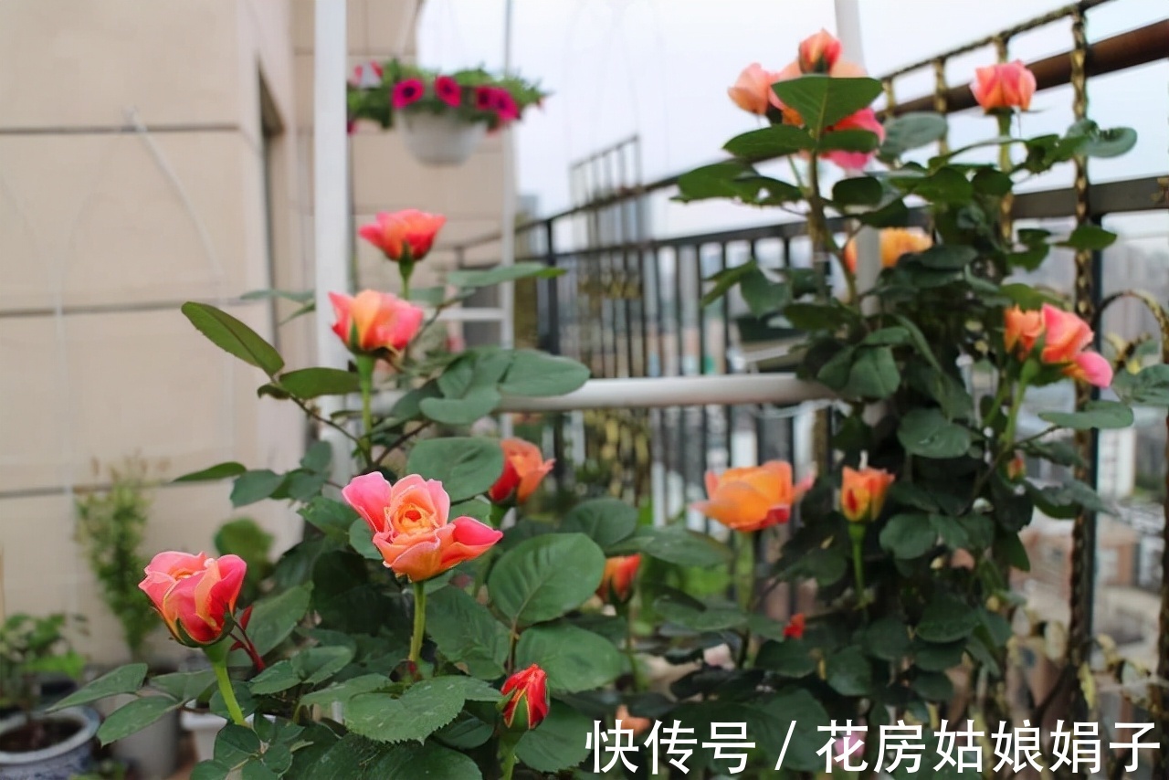 室内养殖月季花,需要达到这些条件,还要满足4个方面的要求