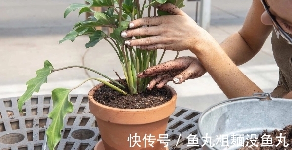 植物|养花为什么要换盆，什么时候换盆，怎么换盆才合适？