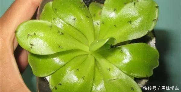 杀不死的“小黑飞”教你4种方法,整个夏天养花,清净了!