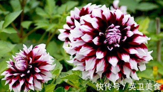 大丽花|养花就养“绝美”的,花卉品种繁多,花朵硕大花色浓艳,美翻了