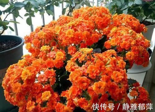 养长寿花,想要开花爆盆,“修剪”不能少,做好一次能开千朵花