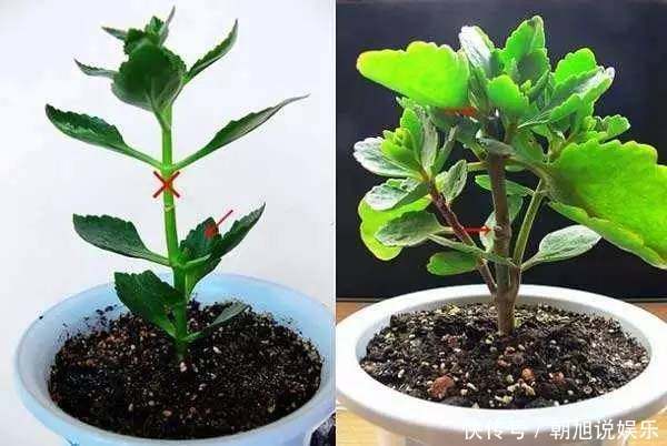 满盘|养了几年的长寿花，不开花，别人的花开满盘，原来是这样！