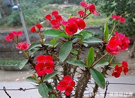 养花浇水时掺上它,虫子一个不留,省钱省事轻松开爆满盆