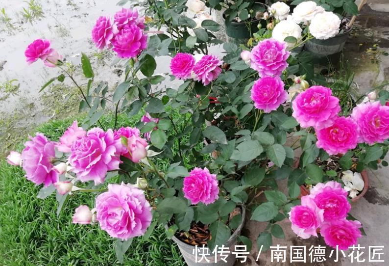 水溶性肥料|该怎么给月季施肥,需注意哪些地方?落实这4点事半功倍