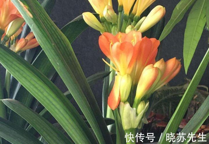 君子兰长期不开花,都是4种情况造成的,很多人都不晓得