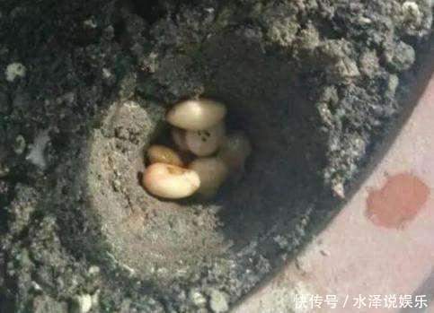 大豆|君子兰长得慢、不开花2种肥扔盆里,注意几点,轻松开爆盆