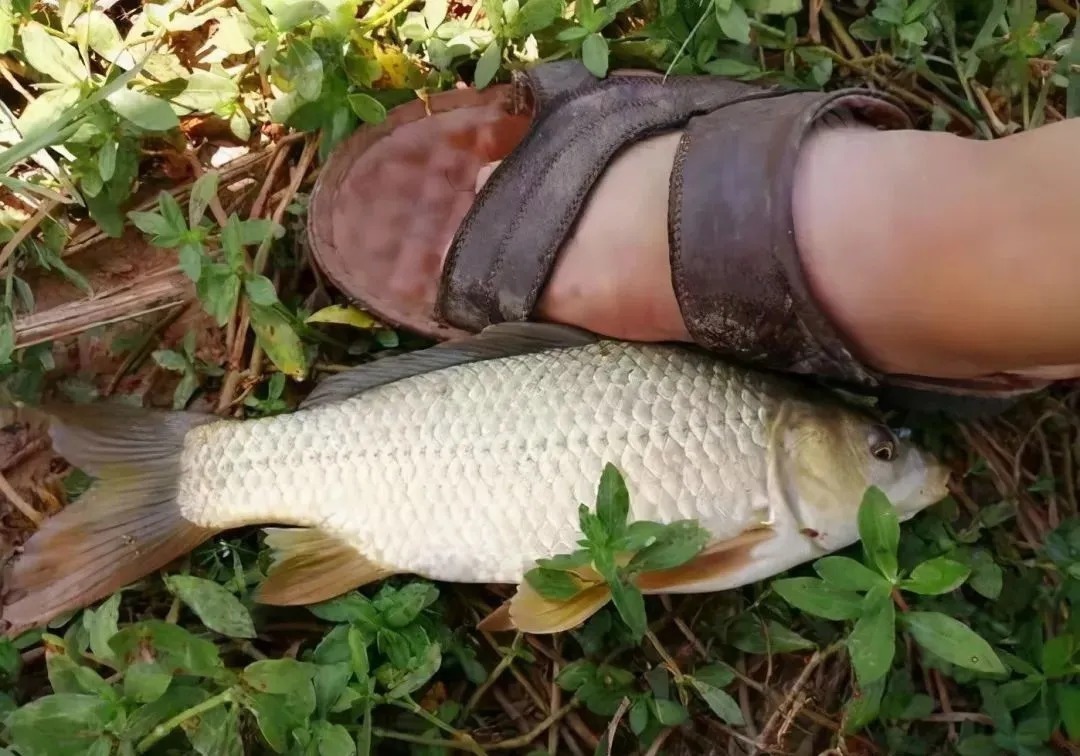 销售额|真能一包蓝鲫走天下吗?若早知晓问题所在,就知道少钓多少鱼了