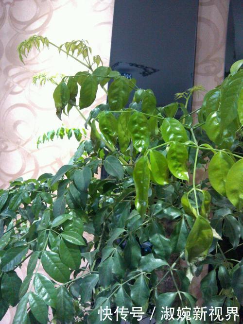 盆栽|幸福树盆栽,养护注意“4点”,新芽多,特别茂盛,还能养开花