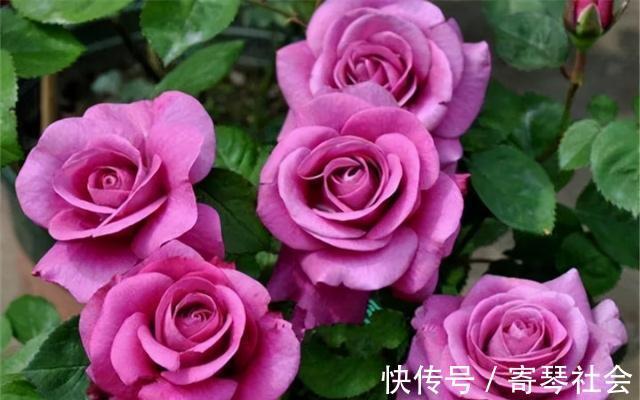 月季|养花的这种“坑”，入了就爬不出来，钱包越变越薄，你也是吗？