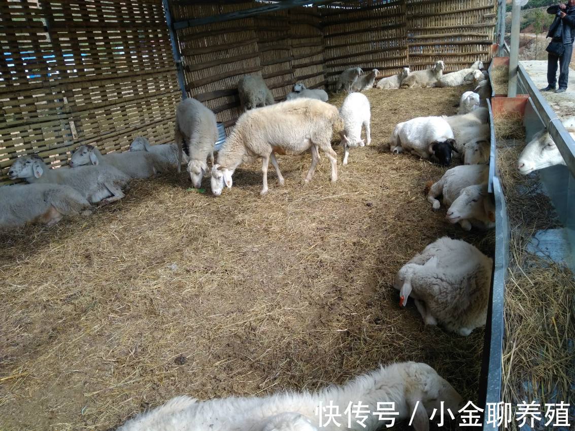 瘤胃|羊瘤胃积食怎么治疗?羊瘤胃积食快速解决方法,学会了很有用