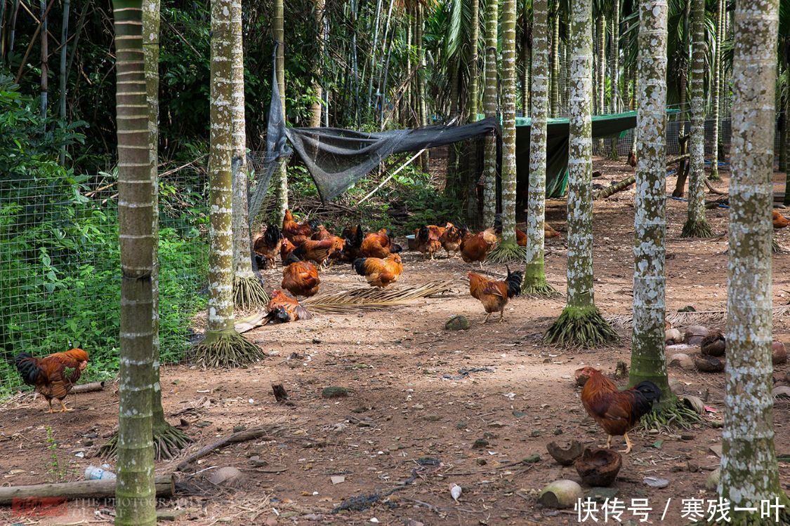 文昌市|寻找正宗海南文昌鸡，原来鸡肉不是煮熟是烫熟的，海南人：没听过