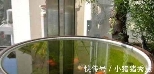 鱼缸|家家都有的1种水,用来浇花,连施肥都省了,养啥旺啥